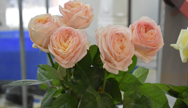 Шлейф Парижа