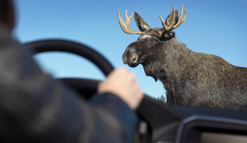 В Калужской области выбежавший на дорогу лось спровоцировал ДТП с пострадавшим
