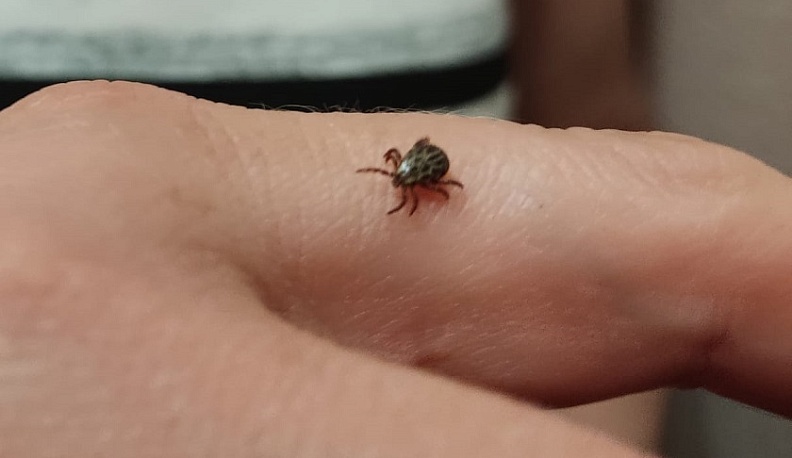 За неделю более 180 жителей Калужской области укусили клещи