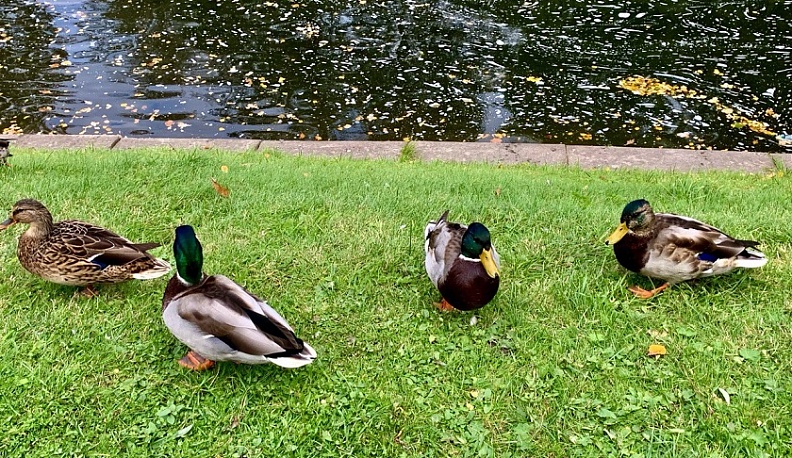 Калужан приглашают посчитать птиц