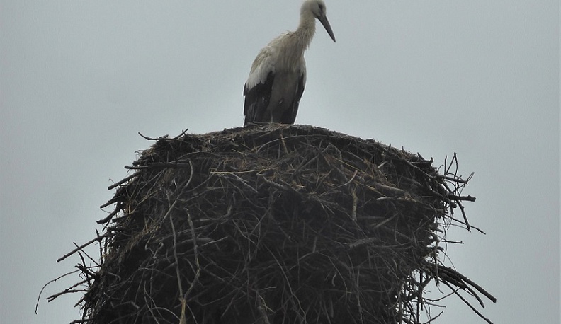 Жительница Калужской области выходила аистят