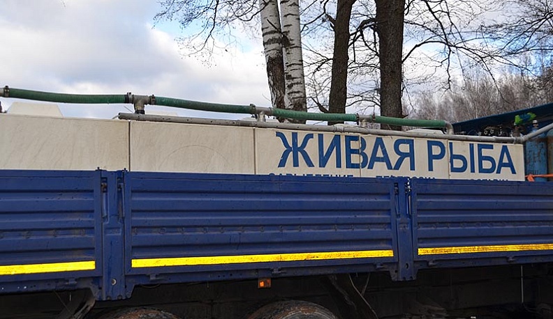 В озеро Ломпадь в Людинове выпустили более 30 тысяч мальков рыбы