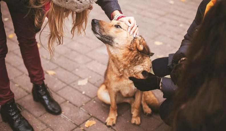 КГВ-Инфо: от собак до космоса