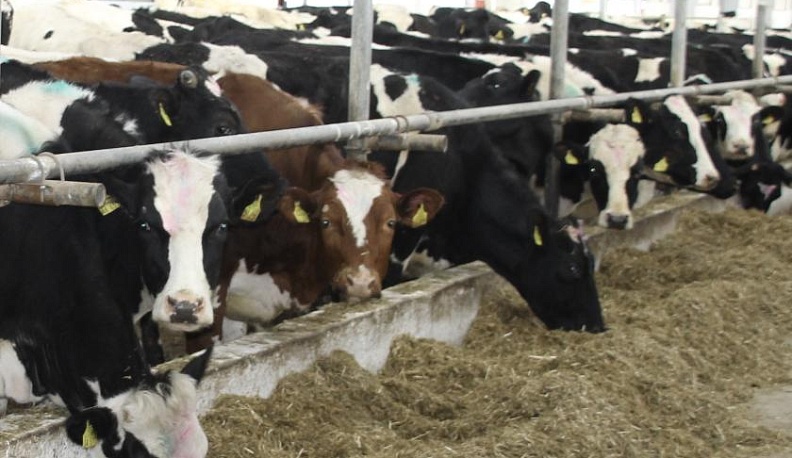 Личное дело на каждую бурёнку