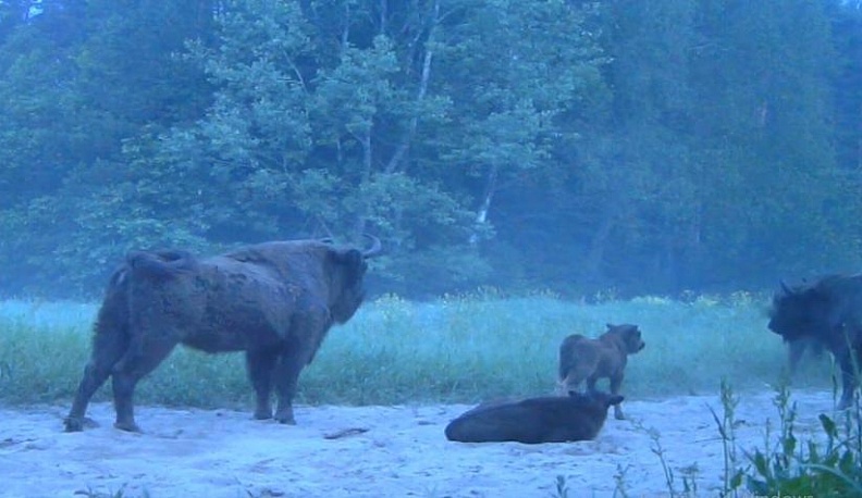 Появилось видео зубрят из «Калужских засек»