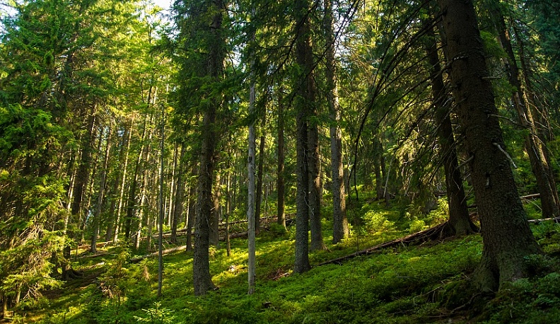К концу года в лесах Калужской области будет 400 площадок для отдыха