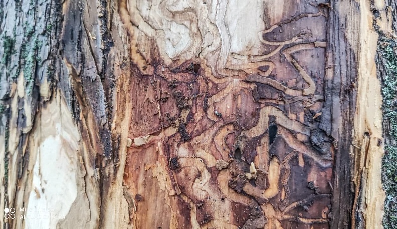 В Калуге посадят 1700 новых деревьев