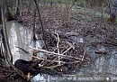 Отдыхающий бобер попал в фотоловушку «Калужских засек» Отдыхающий бобер попал в фотоловушку «Калужских засек»