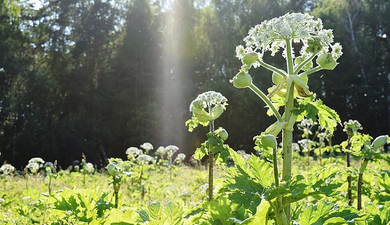 В Вознесенье Тарусского района борются с борщевиком