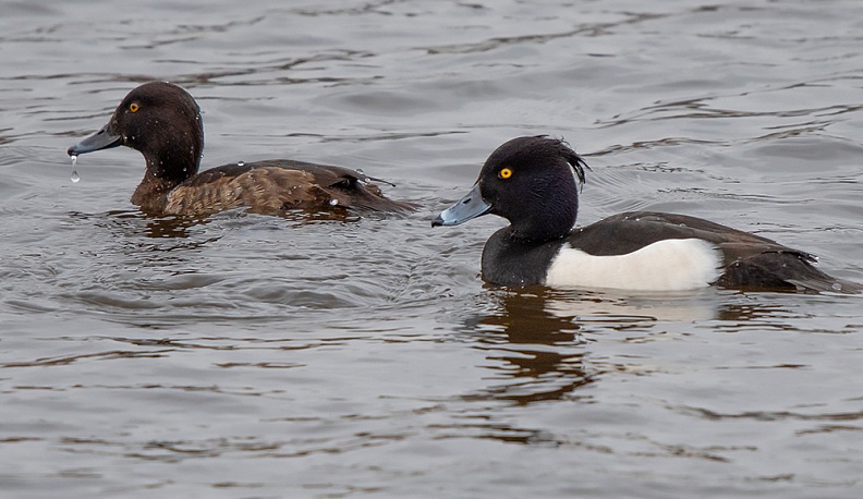 На зимовку в Калужской области остались 2,5 тысячи водоплавающих птиц