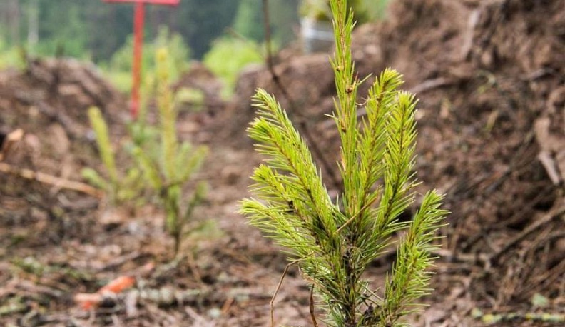 В Калужской области начали высаживать лесные культуры