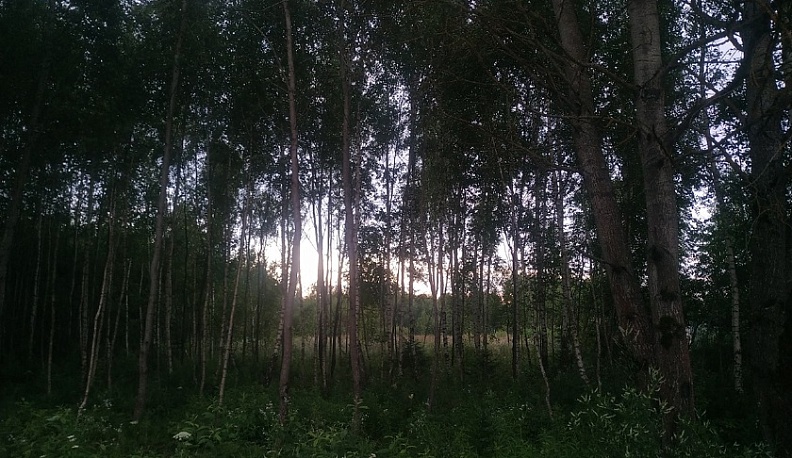 Запас семян для восстановления калужских лесов пополнили 960 кг желудей дуба черешчатого