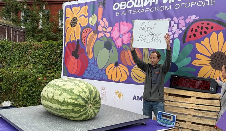 Житель Жуковского района вырастил арбуз, массой почти 145 килограммов