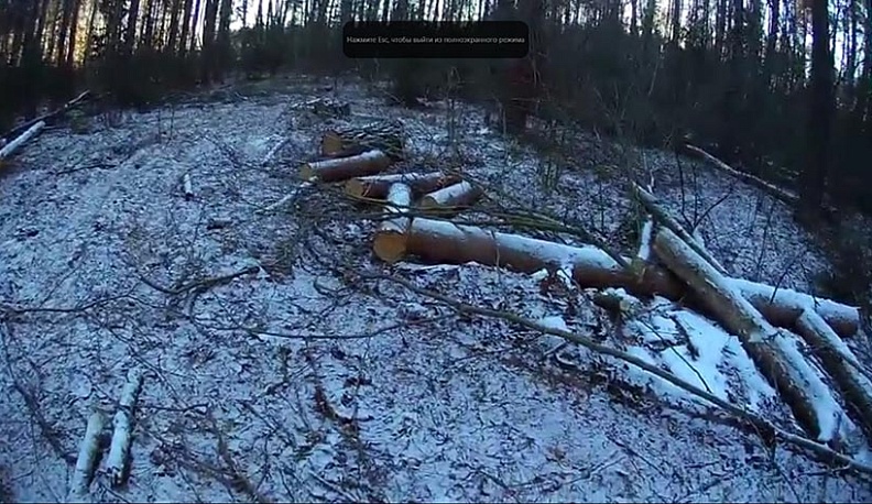 Черные лесорубы нарубили под Калугой лес почти на 800 тысяч