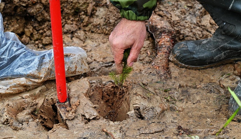 В Калужской области в Малоярославецком лесничестве прошла масштабная посадка леса