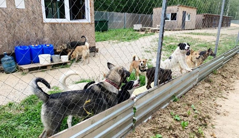 В Людиновском районе до конца года стерилизуют 90 бездомных собак