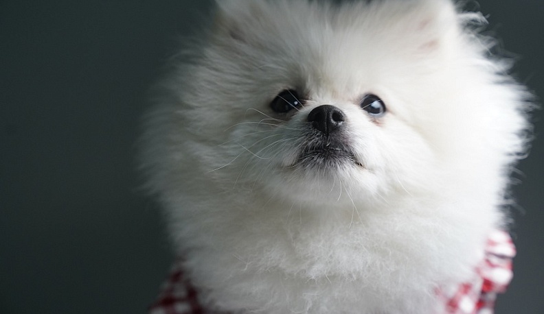 Калужанка пострадала от действий мошенников при покупке щенка