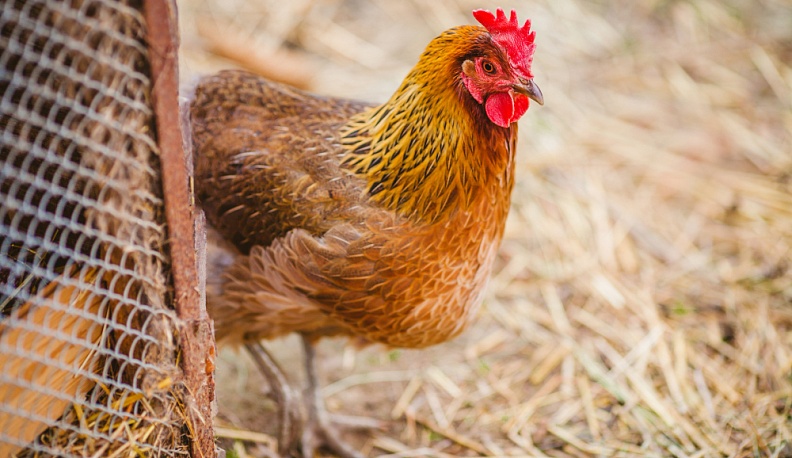 В Калужской области выявлены новые очаги птичьего гриппа