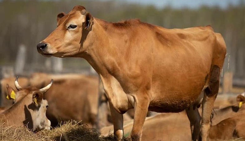 Пять калужских сельхозпроизводителей получили сертификаты на соответствие органическим стандартам