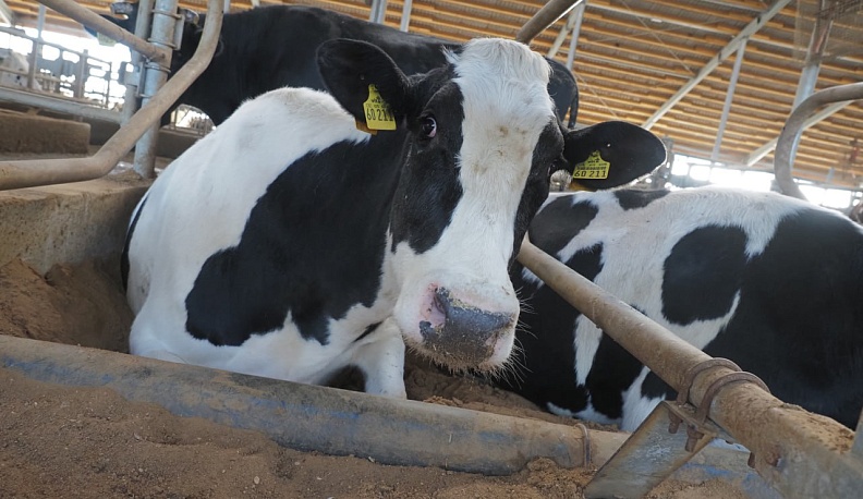 Ещё в одном районе Калужской области отменили лейкозный карантин крупного рогатого скота