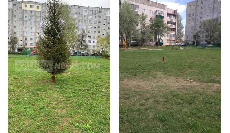 В калужском дворе убрали новогоднюю елку после поста в соцсетях