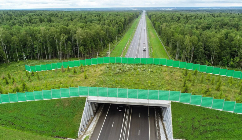 По калужскому экодуку переходят дорогу зайцы, лисицы и ласки
