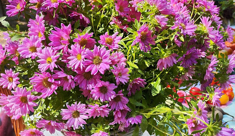 Огурец «Ухажор», «веерный» томат и арбуз в клеточку представили калужане на выставке урожайного сезона 