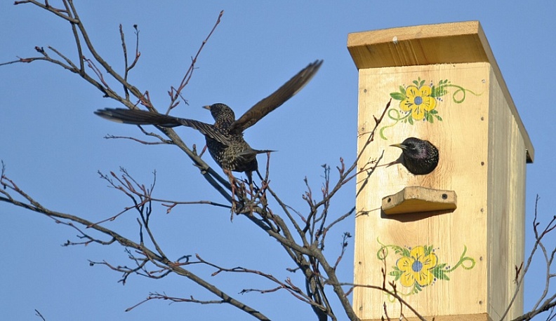 В Калужской области выберут лучший скворечник