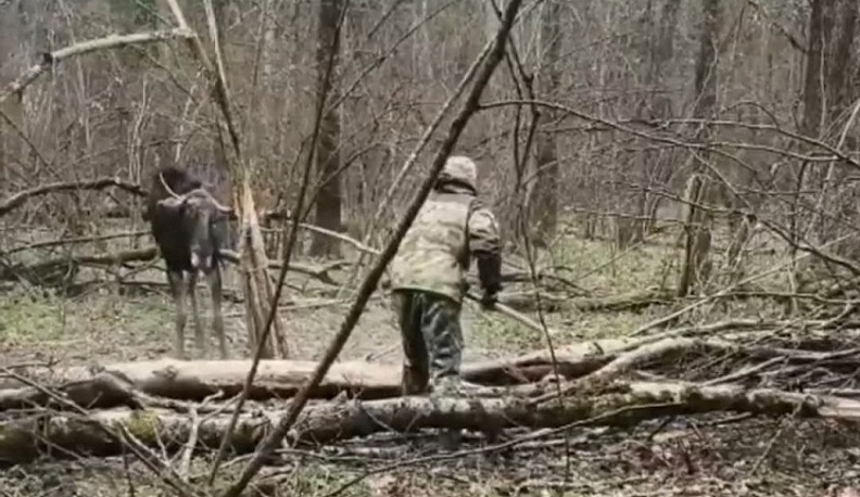 В Калужской области спасли лося, попавшего в браконьерскую петлю