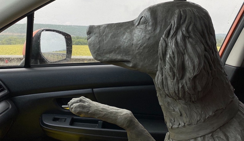 Белый Бим приедет в Калугу из Жуковского