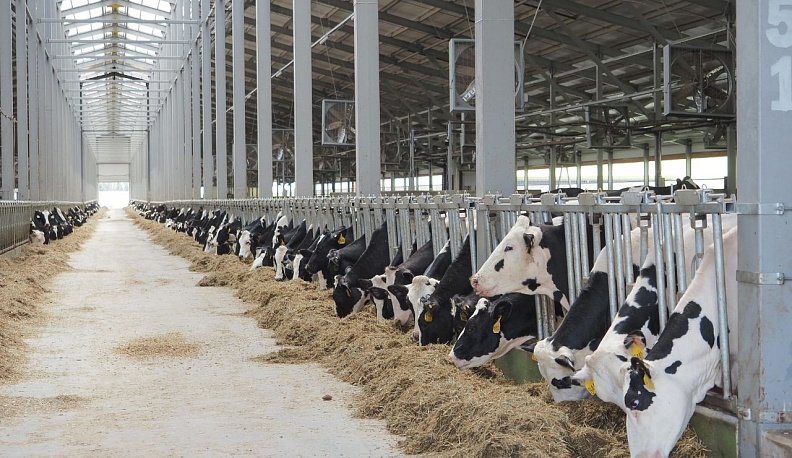 На самом крупном в Калужской области молочном комплексе открылся высокотехнологичный доильный зал