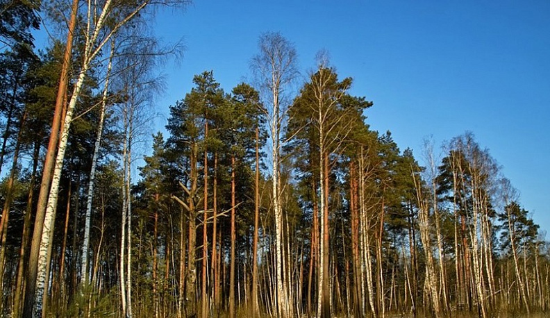 В области создана интерактивная карта калужских лесов