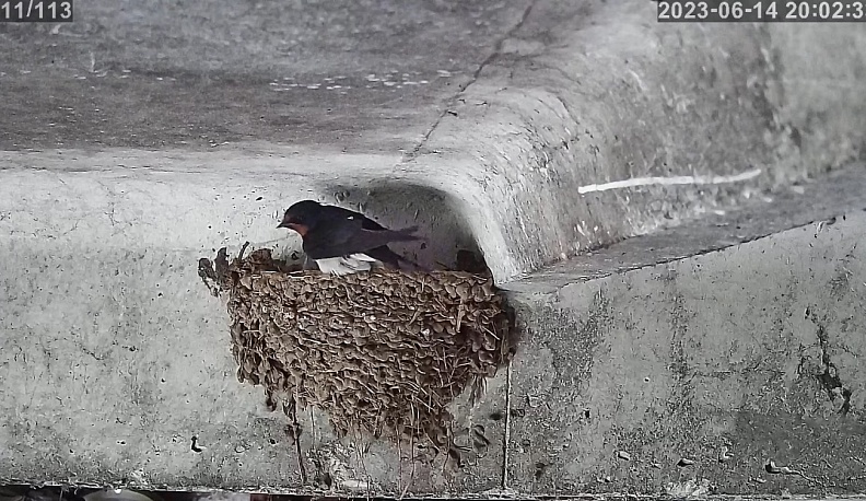 В Калужской области запустили трансляцию из гнезда перемышльской ласточки