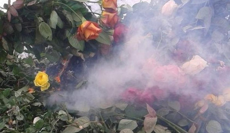 В Калужской области сожгли цветы, зараженные калифорнийским трипсом