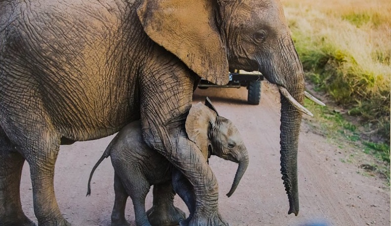 В Калуге пройдет выставка «Материнство в дикой природе»