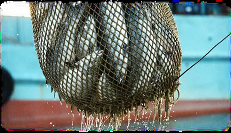 Калужская область рассматривает возможность переработки рыбы из Приморья 