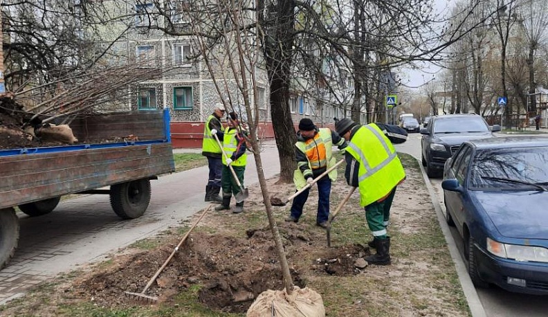 В центре Калуги высадили молодые липы