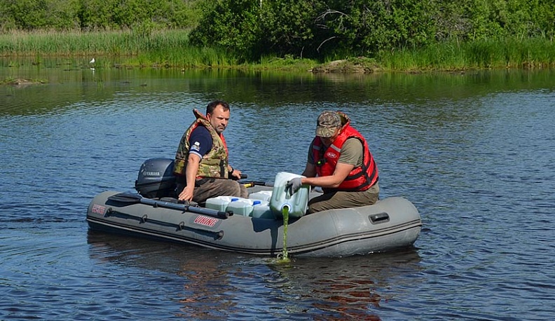 В Людиновское водохранилище выпустили хлореллу