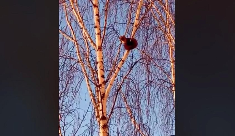 Калужане нашли в городе диких куниц