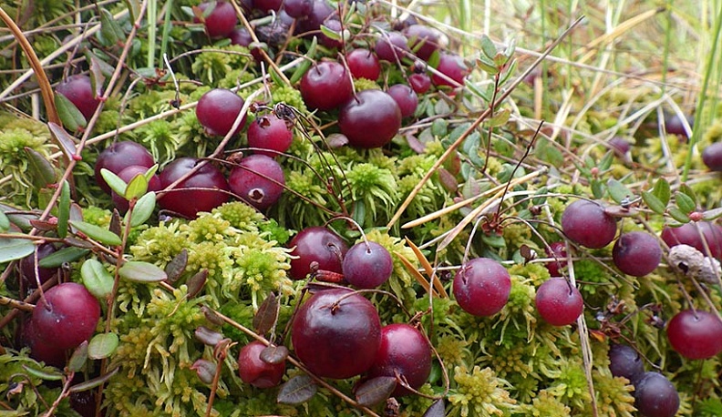 Калужан ждут в нацпарке «Угра» на сбор клюквы после 10 сентября