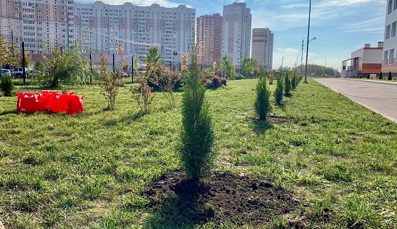 В Калуге на Правобережье высадили Аллею заслуженных учителей