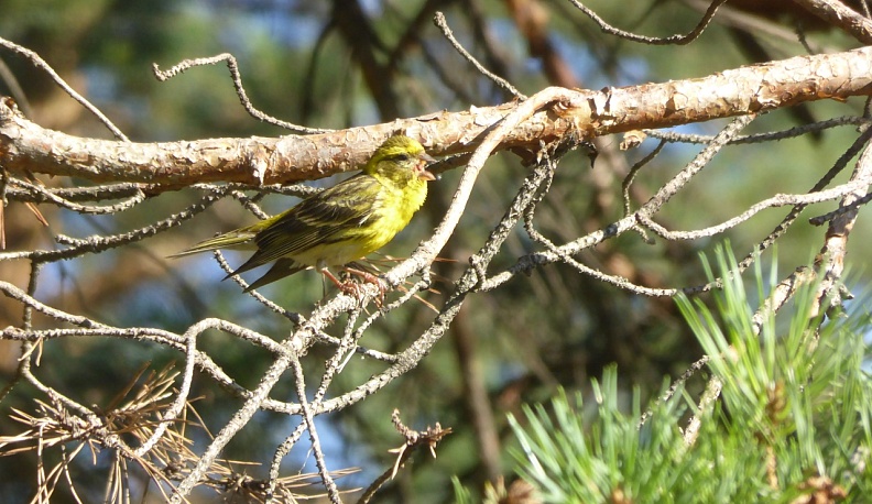 В Калуге обнаружили гнездо канареечного вьюрка