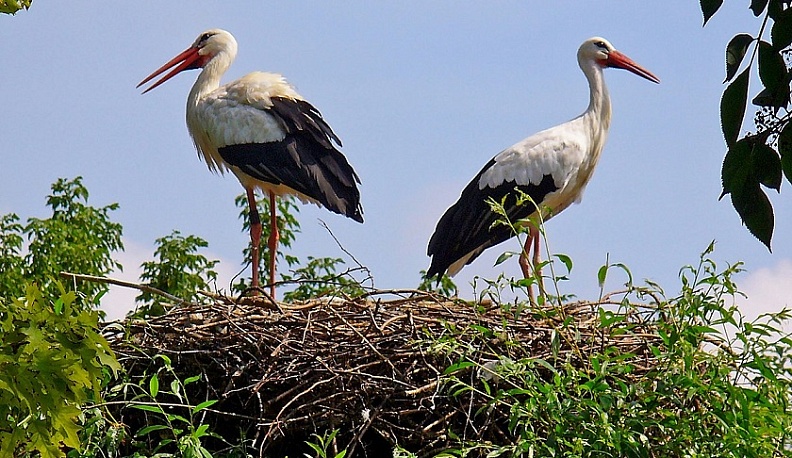 В Жиздринском районе появилось новое гнездо аистов