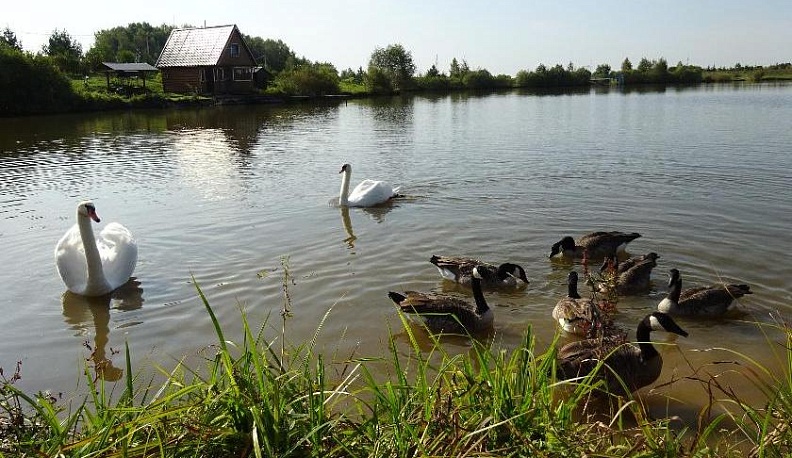 Сам себе золотая рыбка