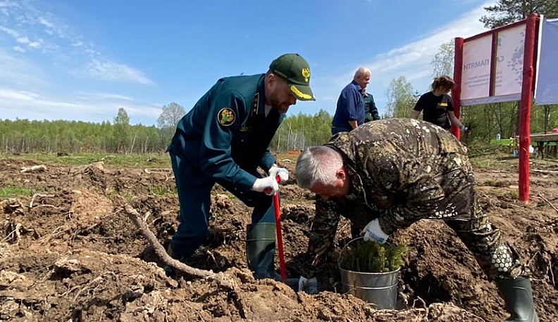 8 тысяч елей стали Садом памяти возле деревни Чапаевки