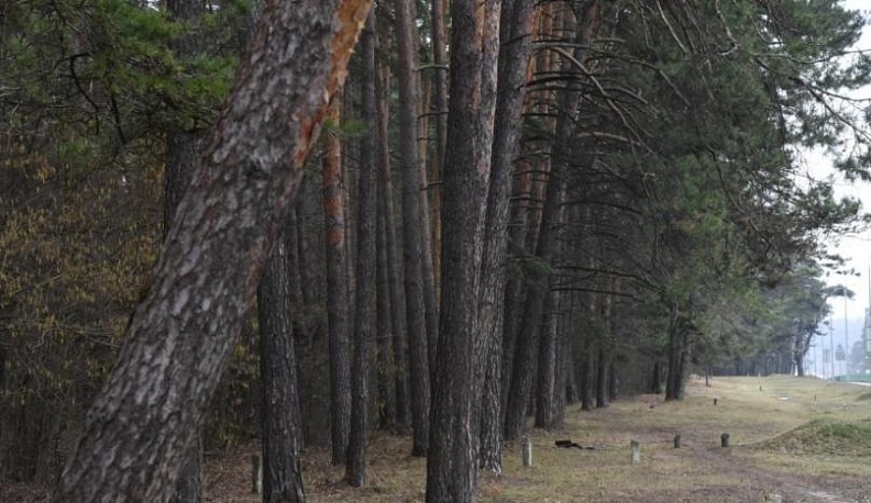 Охраной городского бора в Калуге займется Дирекция парков