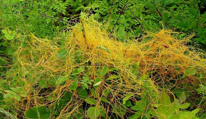 В Калужской области введен карантин по опасному сорняку-паразиту