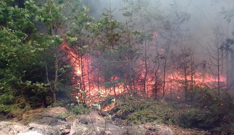 К лесу передом