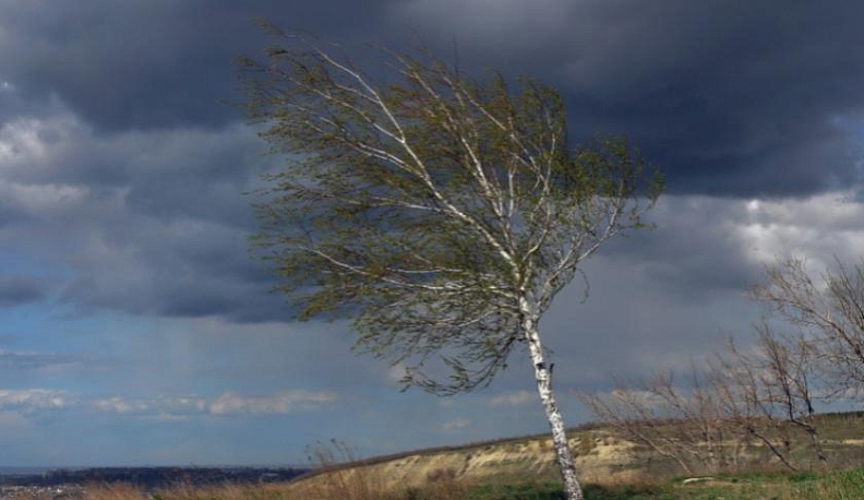 Калужское МЧС предупредило об усилении ветра 