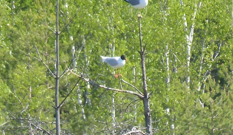 В Калужской области нашли еще один вид редких птиц